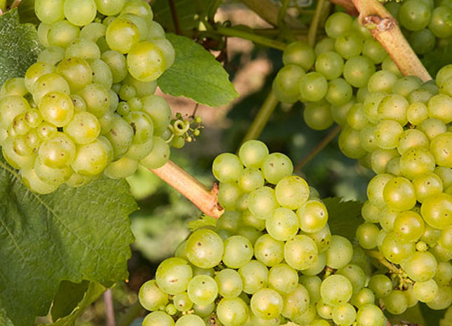 Lakemont Grape (Vitis lakemont 'Lakemont') - 1 gallon