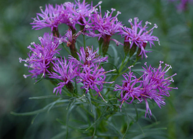 Iron Butterfly Narrow-leaf Ironweed (Vernonia lettermannii 'Iron Butterfly') - 2 gallon