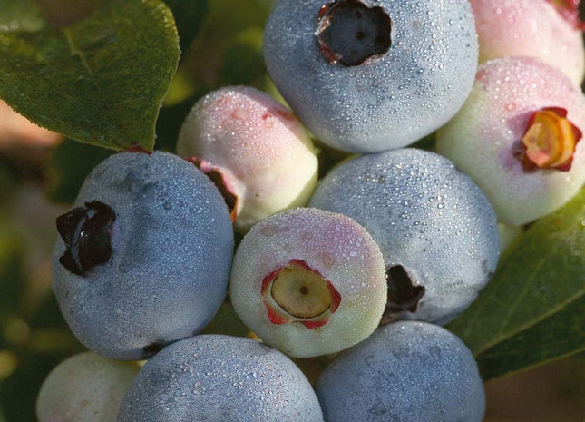 Chandler Highbush Blueberry (Vaccinium chandler 'Chandler') - 3 gallon 15"