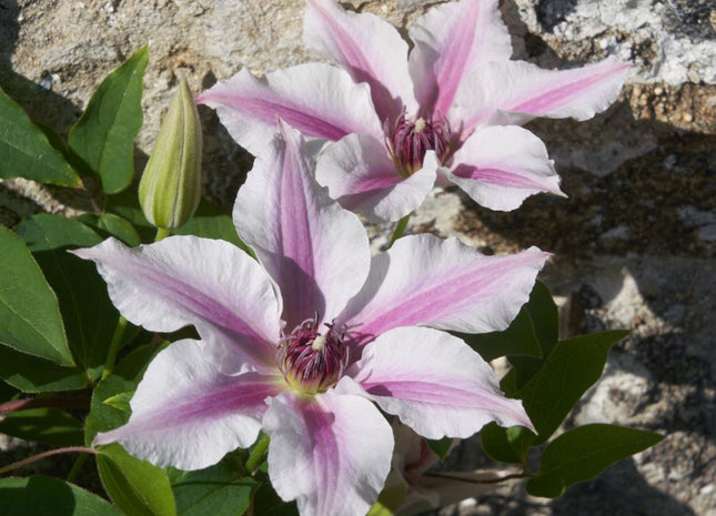 Ithemba™ Clematis (Clematis ithemba) - 3QT