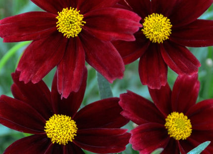 Li’l Bang™ Red Elf Tickseed (Coreopsis x 'Lil Bang Red Elf') - 1 gallon