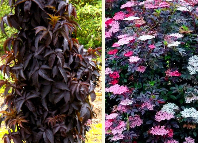 Black Tower Elderberry (Sambucus nigra 'Eiffel 1' BLACK TOWER) - 3 gallon