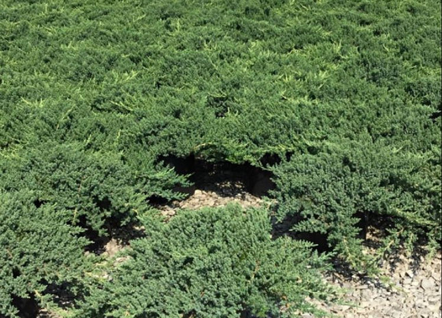 Dwarf Japanese Garden Juniper (Juniperus chinensis 'Nana') - 3 gallon 15"
