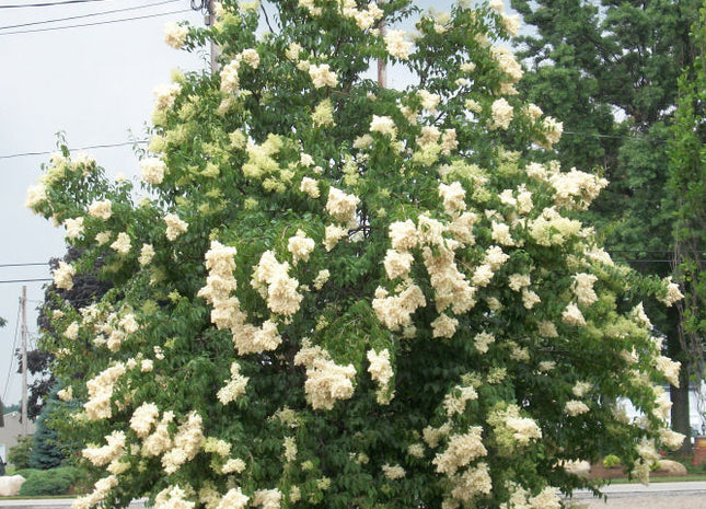 Ivory Silk Japanese Tree Lilac (Syringa reticulata 'Ivory Silk') - 3 gallon 48"