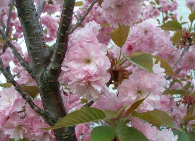 Kwanzan Cherry (Prunus serrulata 'Kwanzan') - 3 gallon 48" TREE