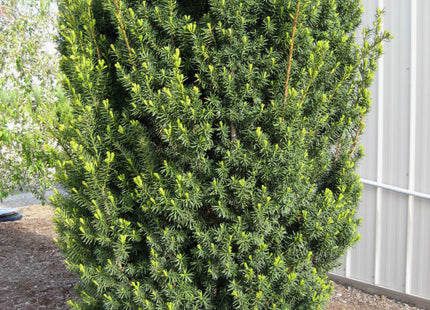 Hick's  Yew (Taxus x media 'Hicksii') - 1 gallon
