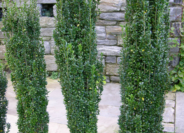 Sky Pencil Holly (Ilex crenata 'Sky Pencil') - 1 gallon