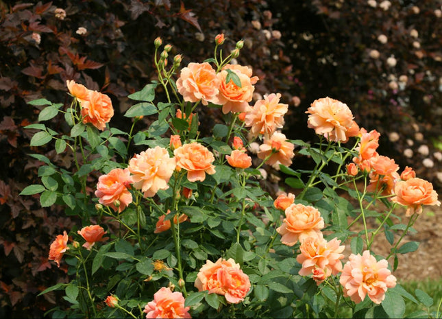 At Last® Rose (Rosa 'S At Last') - 2 gallon