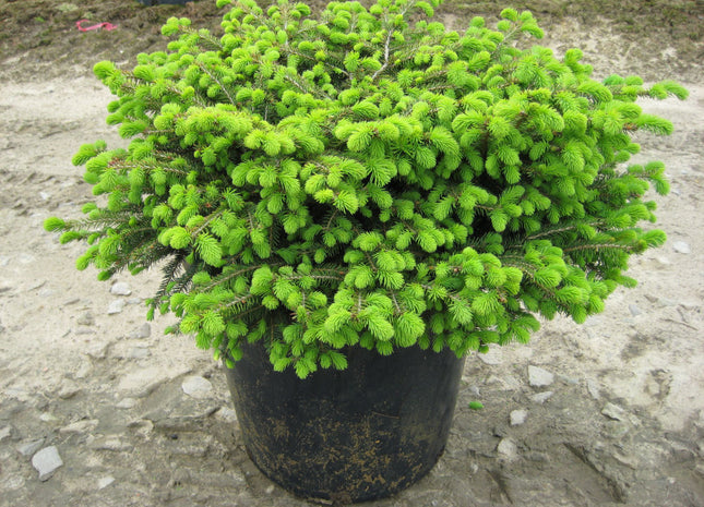 Bird's Nest Spruce (Picea abies 'Nidiformis') - 3 gallon 15"