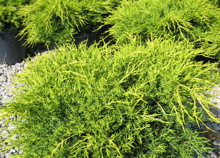 Old Gold Juniper (Juniperus chinensis 'Old Gold') - 3 gallon 12-15"