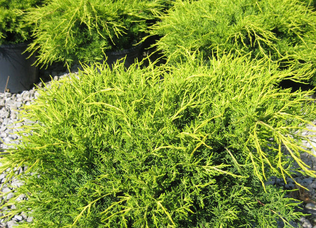 Old Gold Juniper (Juniperus chinensis 'Old Gold') - 3 gallon 12-15"