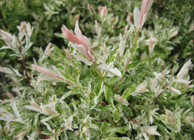 Dappled Willow (Salix integra 'Hakuro Nishiki') - 3 gallon 15"
