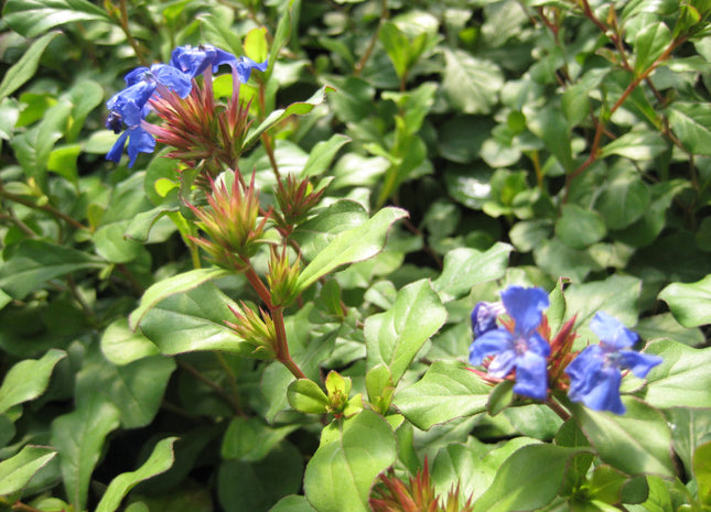 Leadwort (Ceratostigma plumbaginoides) - 1 gallon