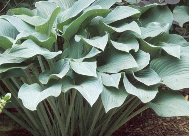 Krossa Regal Plantain Lily (Hosta krossa 'Krossa Regal') - 1 gallon