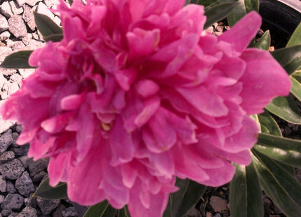 Kansas Red Peony (Paeonia japonica 'Kansas Red') - 2 gallon