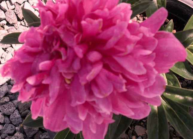 Kansas Red Peony (Paeonia japonica 'Kansas Red') - 2 gallon