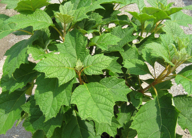 Alice Oak Leaf Hydrangea (Hydrangea quercifolia 'Alice') - 3 gallon 12"