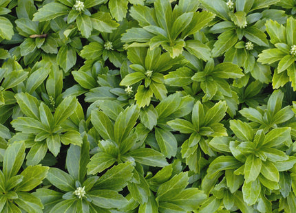 Japanese Spurge (Pachysandra terminalis) - 3QT