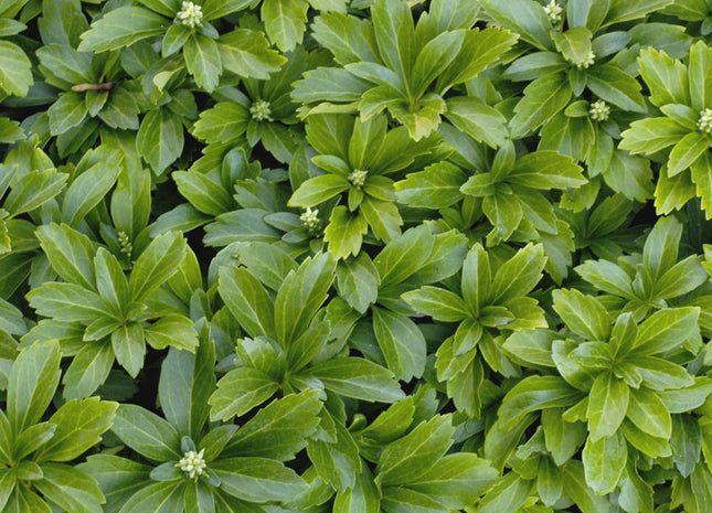 Japanese Spurge (Pachysandra terminalis) - 3QT