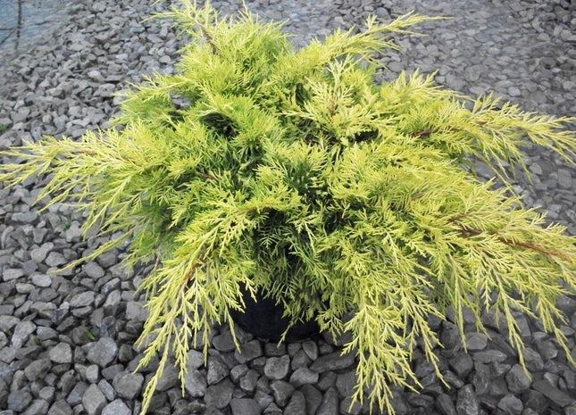 Gold Lace™ Juniper (Juniperus chinensis 'Gold Lace') - 3 gallon 12 to 15"