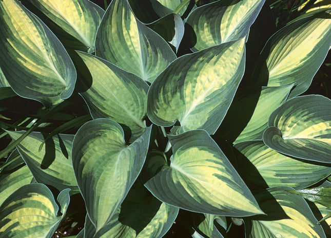 June Plantain Lily (Hosta june 'June') - 1 gallon
