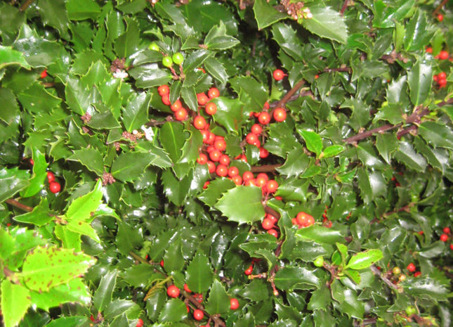 Royal Family (Blue Prince/Blue Princess) Holly (Ilex x meserveae 'Royal Family') - 3 gallon 15"
