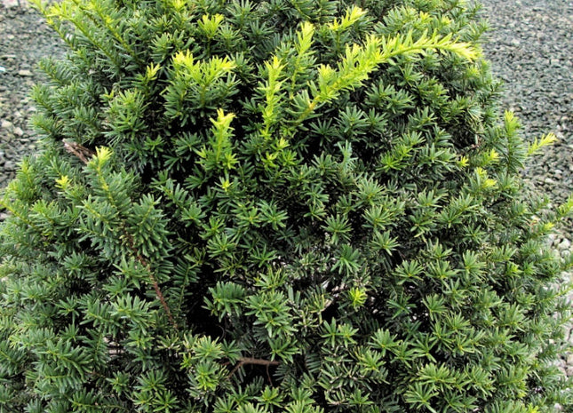 Captain™ Pyramidal Yew (Taxus cuspidata 'Captain') - 3 gallon 18"