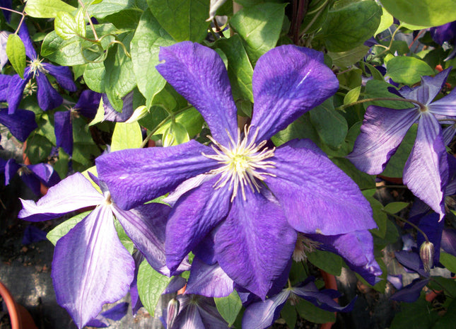 Jackmanii Clematis (Clematis jackmanii 'Jackmanii') - 1 gallon
