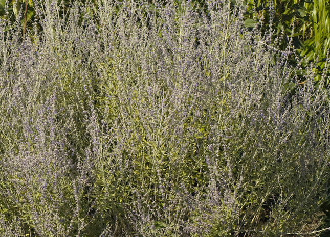 Little Spires Russian Sage (Perovskia atriplicifolia 'Little Spires') - 1 gallon