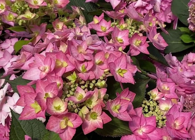 Let's Dance Can Do!® Reblooming hydrangea (Hydrangea macrophylla 'Lets Dance Can Do') - 3 gallon