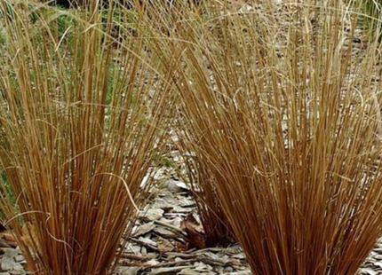 Leatherleaf Sedge (Carex 'Carex Firefox') - 1 gallon