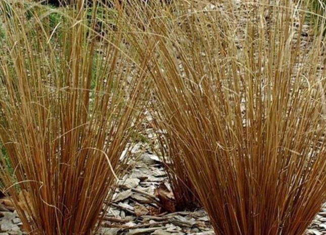 Leatherleaf Sedge (Carex 'Carex Firefox') - 1 gallon