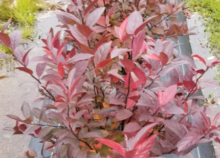 Itea Fountains of Rouge™ Virginia Sweetspire (Itea fountains 'Of Rouge') - 3 gallon