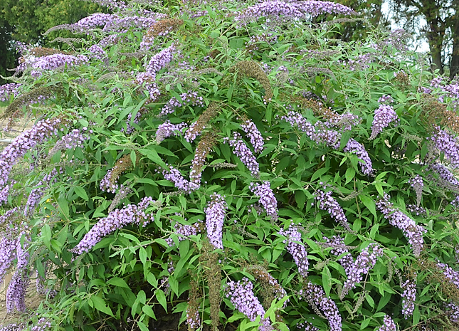 Lavender Cascade Butterfly Bush (Buddleia 'Lavender Cascades') - 3 gallon