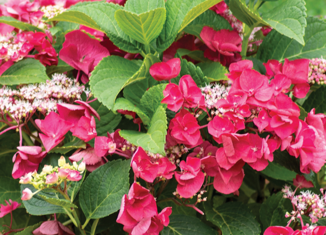 Cherry Explosion™ Hydrangea (Hydrangea macrophylla 'Cherry Explosion') - 2 gallon