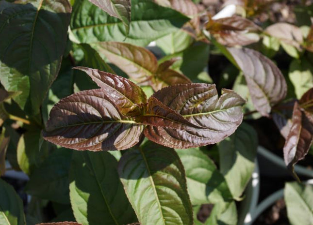 Kodiak® Black Diervilla (Diervilla sessilifolia 'Kodiak Black') - 1 gallon