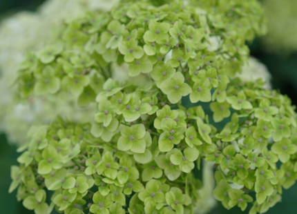 Invincibelle Sublime™ Smooth hydrangea (Hydrangea arborescens 'Invincble Sublime') - 3 gallon