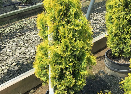Jantar arborvitae (Thuja occidentalis 'Jantar') - 1 gallon