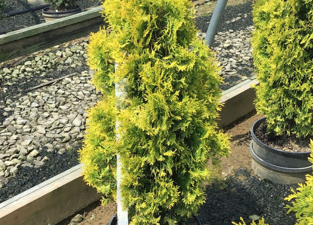 Jantar arborvitae (Thuja occidentalis 'Jantar') - 1 gallon