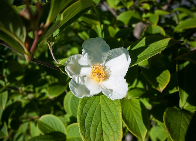 Japanese Stewartia (Stewartia pseudocamellia) - 3 gallon TREE