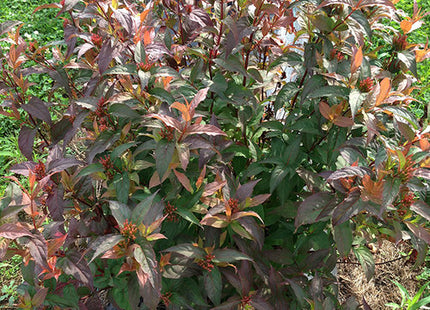 Kodiak® Red Diervilla (Diervilla sessilifolia 'Kodiak Red') - 3 gallon 12"