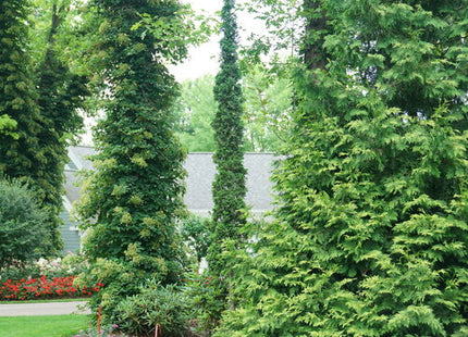 Sting® Arborvitae (Thuja occidentalis 'Sting') - 3 gallon