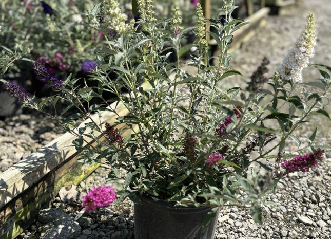 Buddleia Perfecta Trifecta (Buddleia davidii BUZZ series ‘Sky Blue’, ‘Hot Raspberry’, “ivory’) - 1 gallon