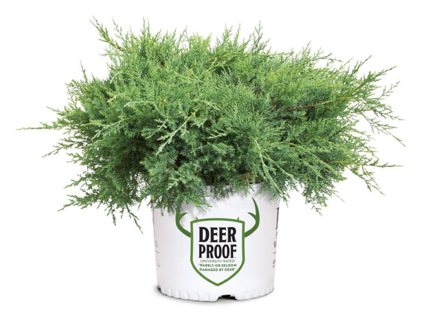 Montana Moss® Juniper (Juniper chinensis Montana Moss) - 3 gallon 15"