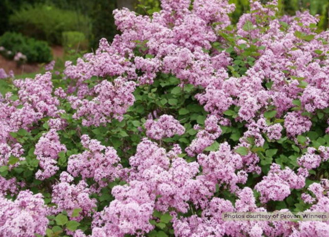 Bloomerang Purpink® Reblooming Lilac (Syringa x pubescens Bloomerang Purpink®) - 3 gallon 15"