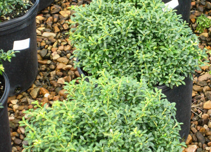 Soft Touch Japanese Holly (Ilex crenata 'Soft Touch') - QT