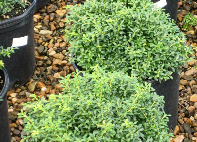 Soft Touch Japanese Holly (Ilex crenata 'Soft Touch') - QT
