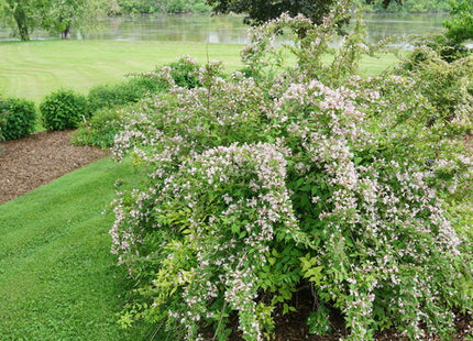Jolene Jolene® Beautybush (Kolkwitzia 'Jolene Jolene') - QT