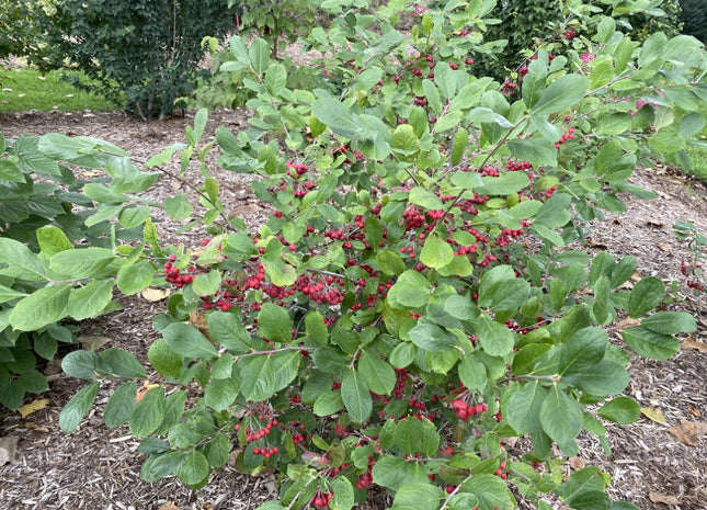 Berry Scape® Aronia (Aronia arbutifolia’Berry Scape’) - QT
