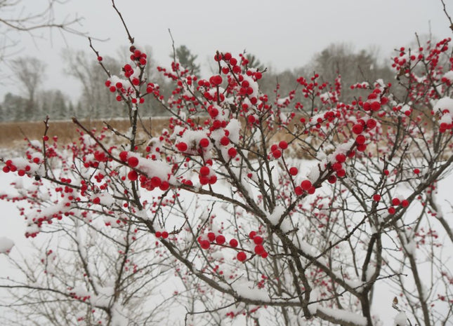Berry Heavy® Winterberry Holly (Ilex verticillata 'Berry Heavy') - QT